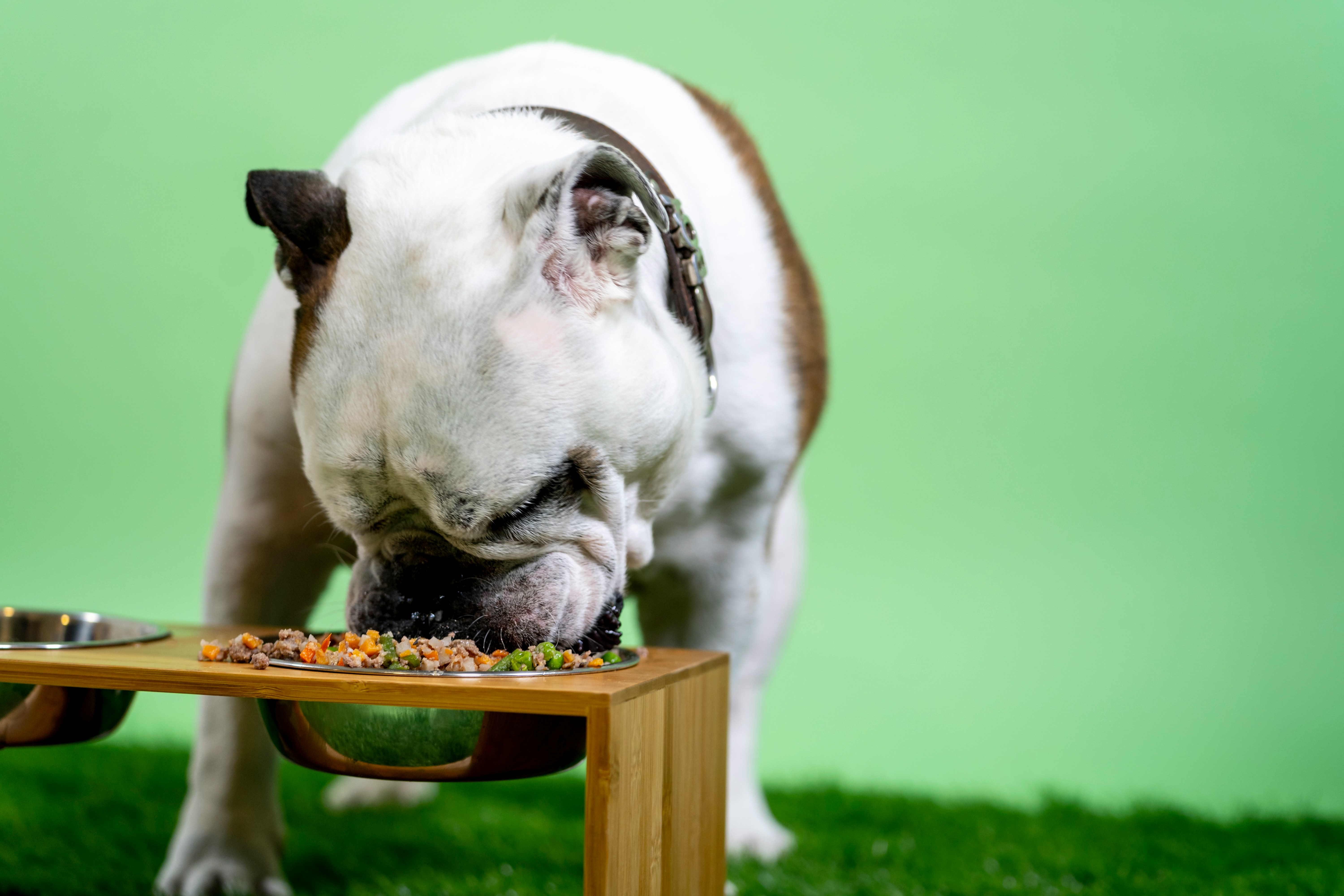 Dog eating insect-based food